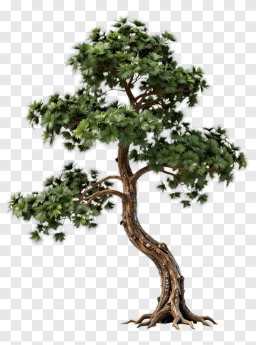 Pine Tree PNG