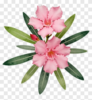 Pink Flower With Green Leaves PNG