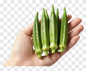Fresh Okra In Hand PNG