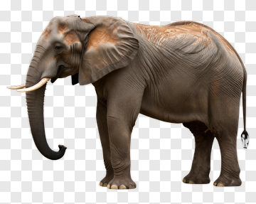 Realistic Elephant PNG