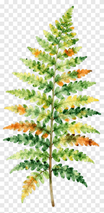 Watercolor Fern Leaf PNG