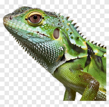 Green Lizard Close-Up PNG