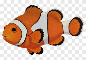 Clown Fish With Orange And White Stripes PNG