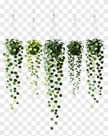 Hanging Plants With Green Leaves PNG