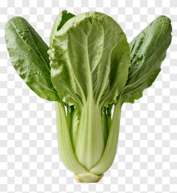 Fresh Bok Choy PNG