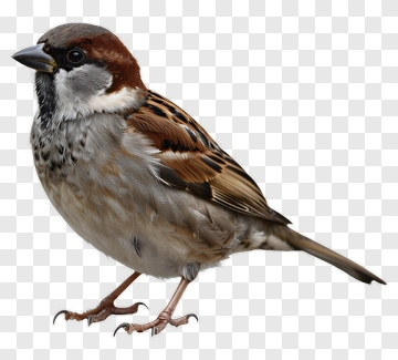 Sparrow Bird Standing On The Ground PNG