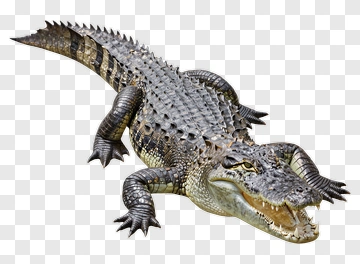 Realistic Crocodile Lying On Ground PNG