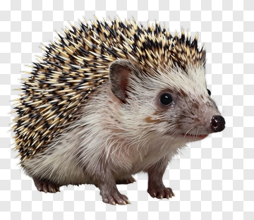 Hedgehog With Spiky Fur PNG