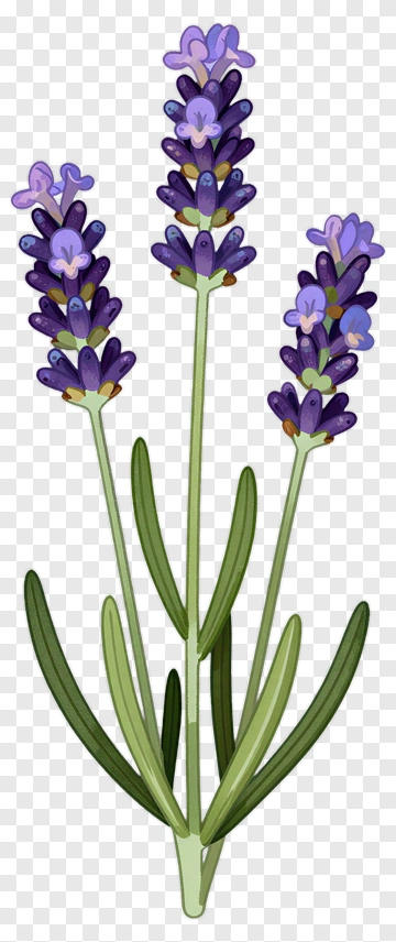 Lavender Flower PNG