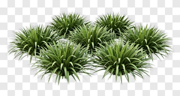 Cluster Of Green Grass PNG
