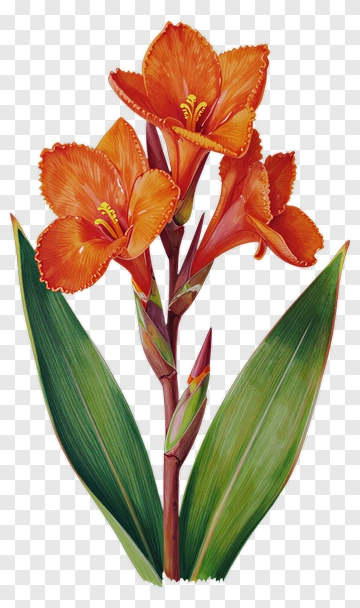 Orange Flower With Green Leaves PNG