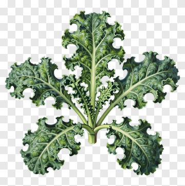 Kale Leaf PNG