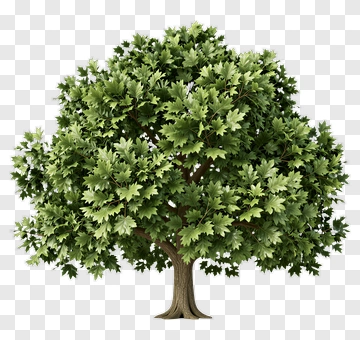 Green Tree PNG