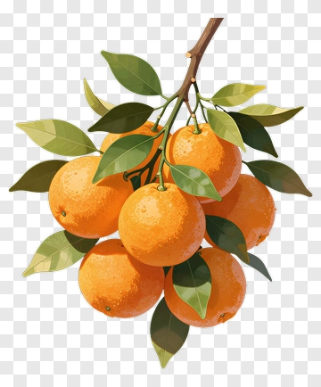 Branch Of Oranges With Green Leaves PNG