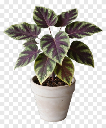 Colorful Plant In A Pot PNG