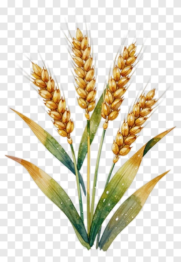 Watercolor Wheat Stalks PNG