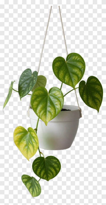 Hanging Potted Heartleaf Philodendron Plant PNG