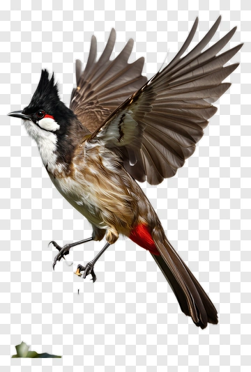 Bird In Flight PNG