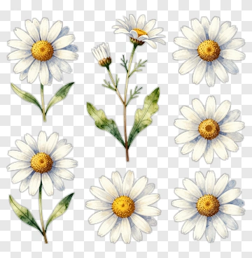 Watercolor Daisies Collection PNG