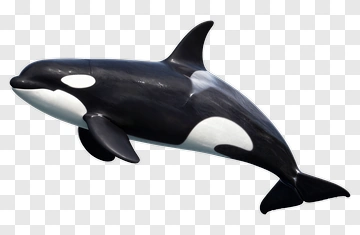 3D Orca Swimming PNG
