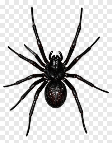 Realistic Black Spider PNG