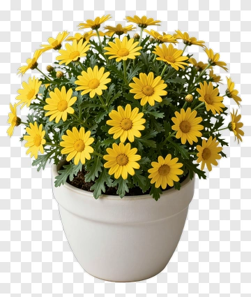 Yellow Flower Pot PNG