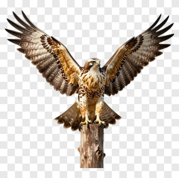 Hawk Spreading Wings On A Tree Stump PNG