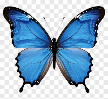 Blue Butterfly PNG
