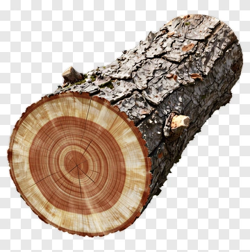 Wooden Log With Bark And Tree Rings PNG