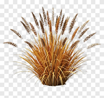 Wheat Grass Bunch PNG