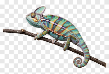 Colorful Chameleon On A Branch PNG