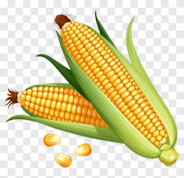 Fresh Corn On The Cob PNG