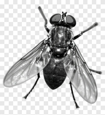 Close-Up Of A Fly PNG