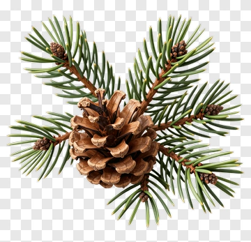 Pine Cone On Green Pine Branch PNG