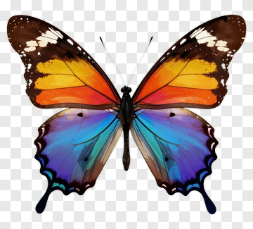 Colorful Butterfly With Vibrant Wings PNG
