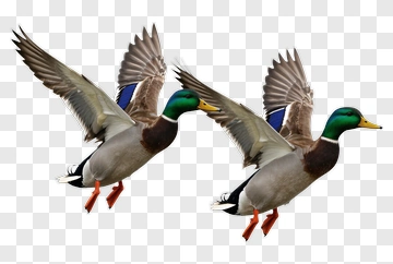 Mallard Ducks In Flight PNG