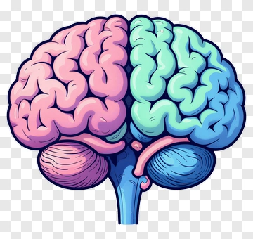 Colorful Brain Illustration PNG
