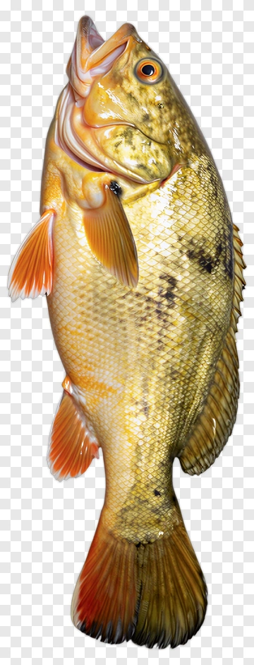 Freshwater Fish PNG