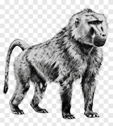 Realistic Baboon Standing PNG