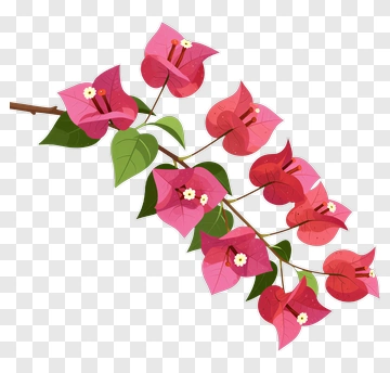 Colorful Bougainvillea Flower Branch PNG