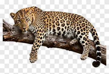 Leopard Resting On A Tree Branch PNG