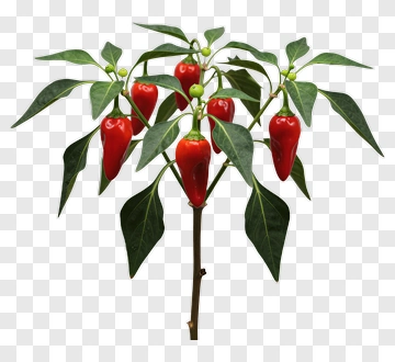 Red Chili Pepper Plant PNG