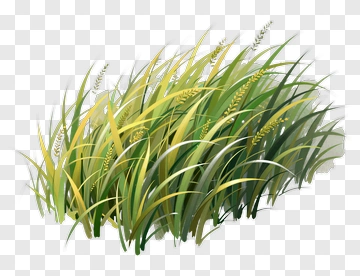 Colorful Grass PNG
