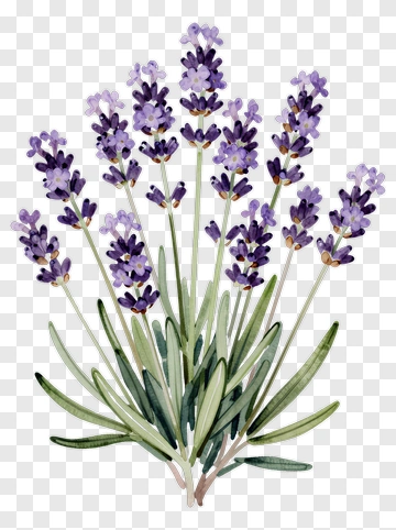 Watercolor Lavender Plant PNG