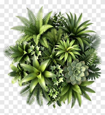 Green Succulent Plant Arrangement PNG