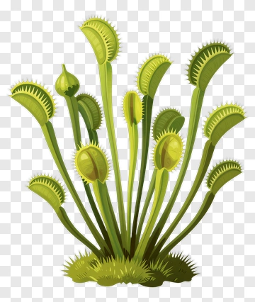 Venus Flytrap Plant PNG