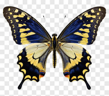 Blue And Yellow Butterfly PNG