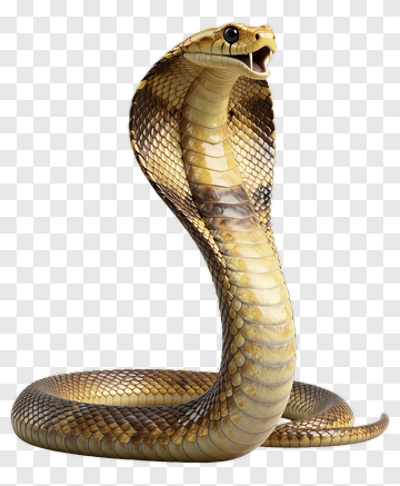 Realistic Cobra Snake PNG