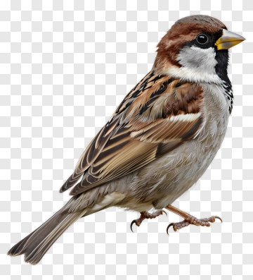 Sparrow Bird Perched On A Surface PNG