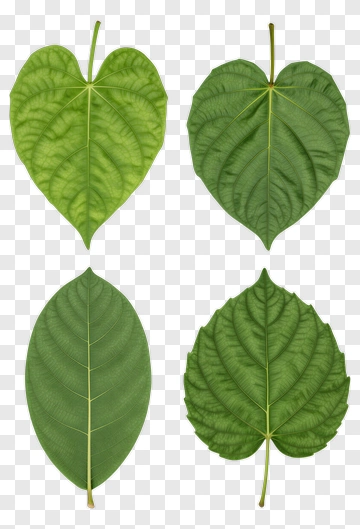 Variety Of Green Leaves PNG
